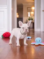 Female Platinum – Born on June 09, 2026, a female French Bulldog for sale in Cumming, GA – 2 of 5