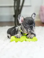 Striking Blue Merle Boy Ready to Steal Your Heart! 💙, a male French Bulldog for sale in Cumming, GA – 8 of 8