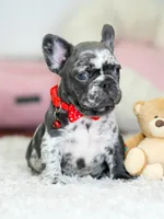 Our 4th of July Blue Merle Boy is Looking for a Home! 🇺🇸🐾, a male French Bulldog for sale in Cumming, GA – 8 of 10