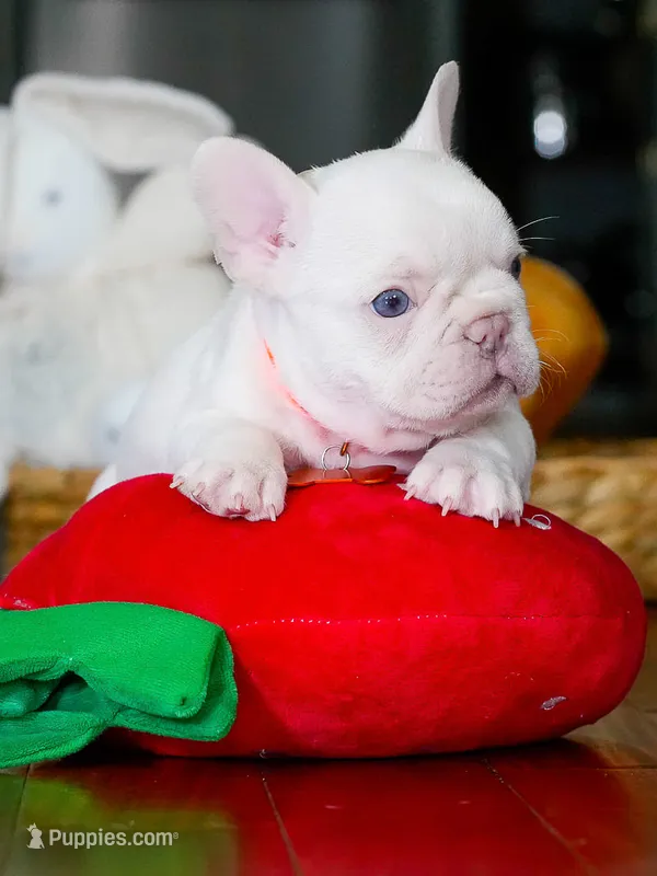 Male Platinum- Born on June 23, 2026 – AKC Registered – French Bulldog puppy for sale in Cumming, GA