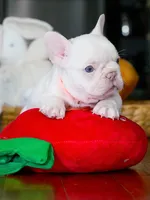 Male Platinum- Born on June 23, 2026 – AKC Registered, a male French Bulldog for sale in Cumming, GA – 1 of 10