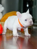 Male Platinum- Born on June 23, 2026 – AKC Registered, a male French Bulldog for sale in Cumming, GA – 4 of 10