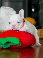 Male Platinum- Born on June 23, 2026 – AKC Registered, a male French Bulldog for sale in Cumming, GA – 6 of 10