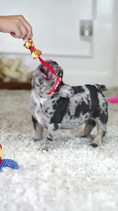 Male Blue Merle – Born on June 23, 2026 – AKC Registered, a male French Bulldog for sale in Cumming, GA – 4 of 10