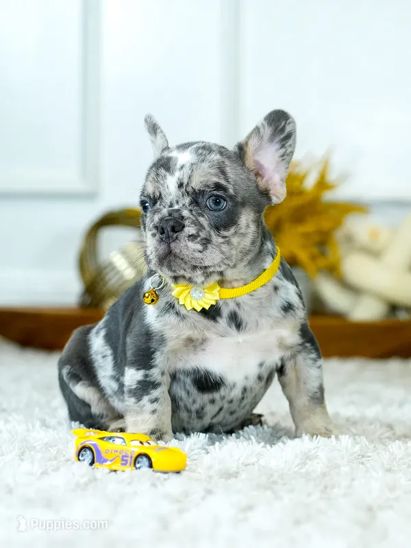 Meet Our Handsome Blue Merle Boy! 💙 – French Bulldog puppy for sale in Cumming, GA