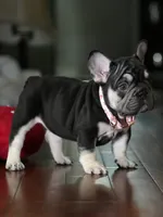 Female Chocolate Tan DOB 05.22.2026 | French bulldog puppy, a female French Bulldog for sale in Cumming, GA – 8 of 10