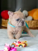 Male Fawn Merle – Born on June 24, 2026 – AKC Registered, a male French Bulldog for sale in Cumming, GA – 9 of 9