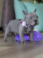 Handsome Male Blue Frenchie! Available for $3,000. DOB: 06/24/2026., a male French Bulldog for sale in Cumming, GA – 5 of 9