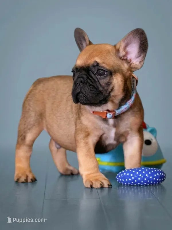 Male Fawn – Born on May 22, 2026 – French Bulldog puppy for sale in Cumming, GA