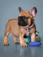 Male Fawn – Born on May 22, 2026, a male French Bulldog for sale in Cumming, GA – 1 of 5