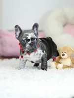 Our 4th of July Blue Merle Boy is Looking for a Home! 🇺🇸🐾, a male French Bulldog for sale in Cumming, GA – 5 of 10