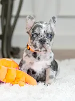 Meet Our Handsome Blue Merle Boy! 💙, a male French Bulldog for sale in Cumming, GA – 7 of 8