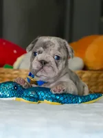 Male Blue Merle – Born on June 24, 2026 – AKC Registered, a male French Bulldog for sale in Cumming, GA – 8 of 8