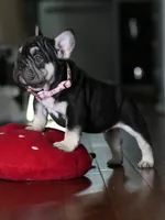 Female Chocolate Tan DOB 05.22.2026 | French bulldog puppy, a female French Bulldog for sale in Cumming, GA – 7 of 10