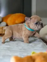 Male Fawn Merle – Born on June 24, 2026 – AKC Registered, a male French Bulldog for sale in Cumming, GA – 3 of 9