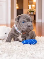 AKC Registered Solid Blue Male French Bulldog Puppy – Ready November 6, a male French Bulldog for sale in Cumming, GA – 5 of 8