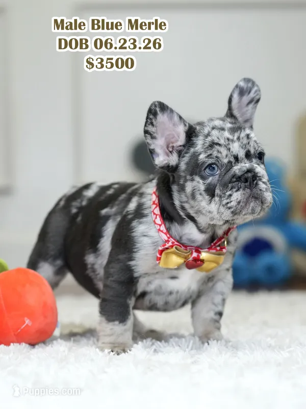 Male Blue Merle – Born on June 23, 2026 – AKC Registered – French Bulldog puppy for sale in Cumming, GA