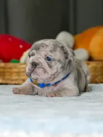 Male Blue Merle – Born on June 24, 2026 – AKC Registered, a male French Bulldog for sale in Cumming, GA – 6 of 8