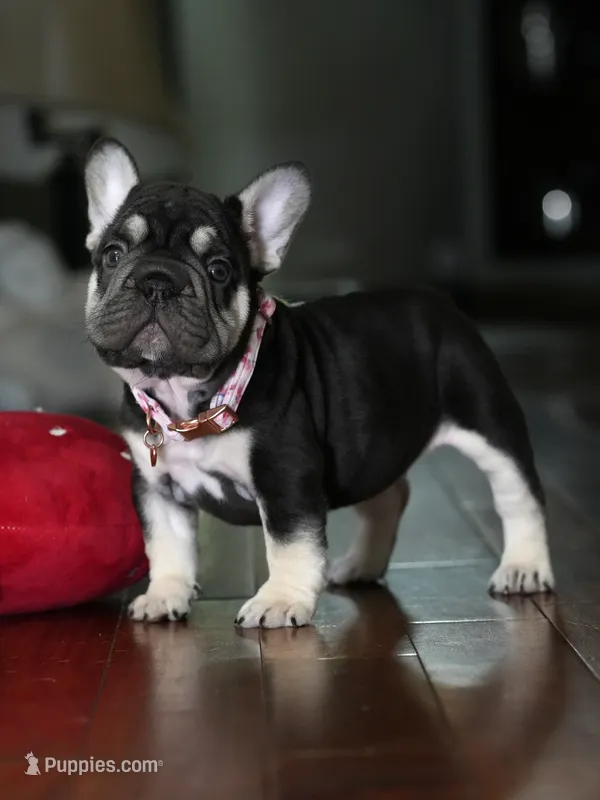 Female Chocolate Tan DOB 05.22.2026 | French bulldog puppy – French Bulldog puppy for sale in Cumming, GA