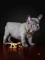 Striking Blue Male | Born May 5, 2026| Limited AKC, a male French Bulldog for sale in Cumming, GA – 1 of 6