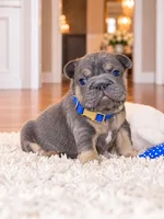 AKC Registered Blue Tan Male French Bulldog Puppy – Ready November 6, a male French Bulldog for sale in Cumming, GA – 5 of 9