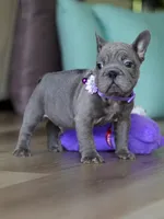 Handsome Male Blue Frenchie! Available for $3,000. DOB: 06/24/2026., a male French Bulldog for sale in Cumming, GA – 3 of 9