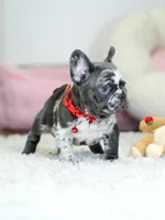 Our 4th of July Blue Merle Boy is Looking for a Home! 🇺🇸🐾, a male French Bulldog for sale in Cumming, GA – 3 of 10