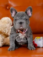 Stunning AKC Solid Blue Female Frenchie – Ready for Her New Home, a female French Bulldog for sale in Cumming, GA – 2 of 7