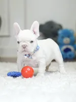 Stunning Male Platinum Frenchie! DOB: 06/23/2026., a male French Bulldog for sale in Cumming, GA – 10 of 10