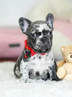 Our 4th of July Blue Merle Boy is Looking for a Home! 🇺🇸🐾, a male French Bulldog for sale in Cumming, GA – 10 of 10