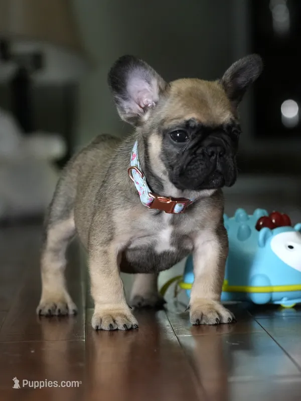 Fawn Male French Bulldog born on May 22, 2026 – French Bulldog puppy for sale in Cumming, GA