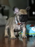 Fawn Male French Bulldog born on May 22, 2026, a male French Bulldog for sale in Cumming, GA – 1 of 10