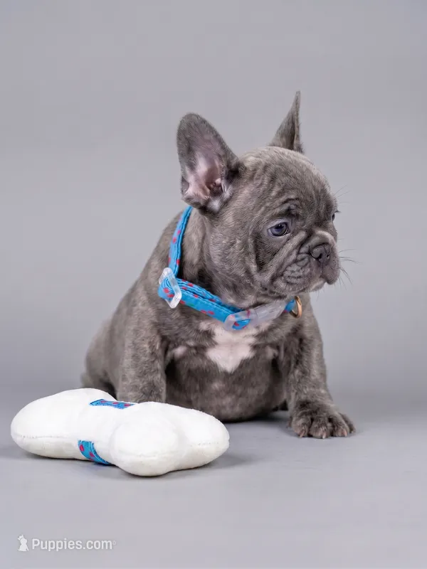 Stunning Blue Brindle Boy Looking for a Home! 💙 – French Bulldog puppy for sale in Cumming, GA