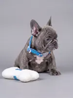 Stunning Blue Brindle Boy Looking for a Home! 💙, a male French Bulldog for sale in Cumming, GA – 1 of 3