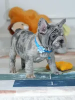 Male Blue Merle – Born on June 24, 2026 – AKC Registered, a male French Bulldog for sale in Cumming, GA – 9 of 10