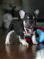 Female Chocolate Tan DOB 05.22.2026 | French bulldog puppy, a female French Bulldog for sale in Cumming, GA – 10 of 10