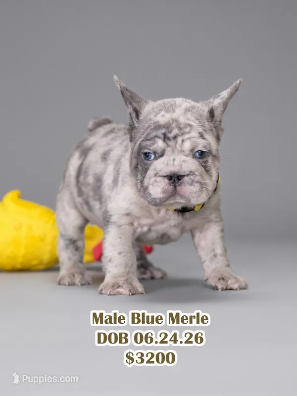 Male Blue Merle – Born on June 24, 2026 – AKC Registered – French Bulldog puppy for sale in Cumming, GA