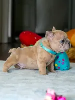 Male Fawn Merle – Born on June 24, 2026 – AKC Registered, a male French Bulldog for sale in Cumming, GA – 4 of 9