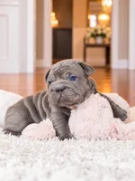 AKC Registered Solid Blue Male French Bulldog Puppy – Ready November 6, a male French Bulldog for sale in Cumming, GA – 7 of 8