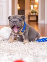 AKC Registered Blue Tan Male French Bulldog Puppy – Ready November 6, a male French Bulldog for sale in Cumming, GA – 6 of 9