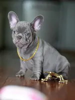 Striking Blue Male | Born May 5, 2026| Limited AKC, a male French Bulldog for sale in Cumming, GA – 6 of 6