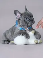 Stunning Blue Brindle Boy Looking for a Home! 💙, a male French Bulldog for sale in Cumming, GA – 2 of 3