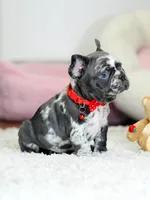 Our 4th of July Blue Merle Boy is Looking for a Home! 🇺🇸🐾, a male French Bulldog for sale in Cumming, GA – 9 of 10
