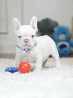 Stunning Male Platinum Frenchie! DOB: 06/23/2026., a male French Bulldog for sale in Cumming, GA – 9 of 10