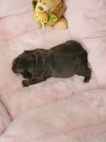 Female Chocolate Tan – Born on September 24, 2026 – AKC Registered, a female French Bulldog for sale in Cumming, GA – 9 of 9
