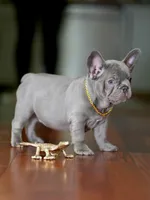 Striking Blue Male | Born May 5, 2026| Limited AKC, a male French Bulldog for sale in Cumming, GA – 5 of 6