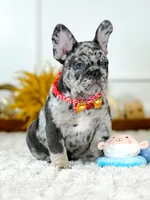 Male Blue Merle – Born on June 23, 2026 – AKC Registered, a male French Bulldog for sale in Cumming, GA – 3 of 10