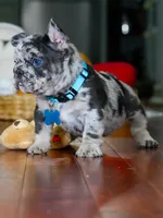 Male Blue Merle – Born on June 23, 2026 – AKC Registered, a male French Bulldog for sale in Cumming, GA – 6 of 8