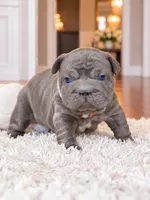 AKC Registered Solid Blue Male French Bulldog Puppy – Ready November 6, a male French Bulldog for sale in Cumming, GA – 8 of 8