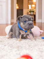 AKC Registered Blue Tan Male French Bulldog Puppy – Ready November 6, a male French Bulldog for sale in Cumming, GA – 4 of 9